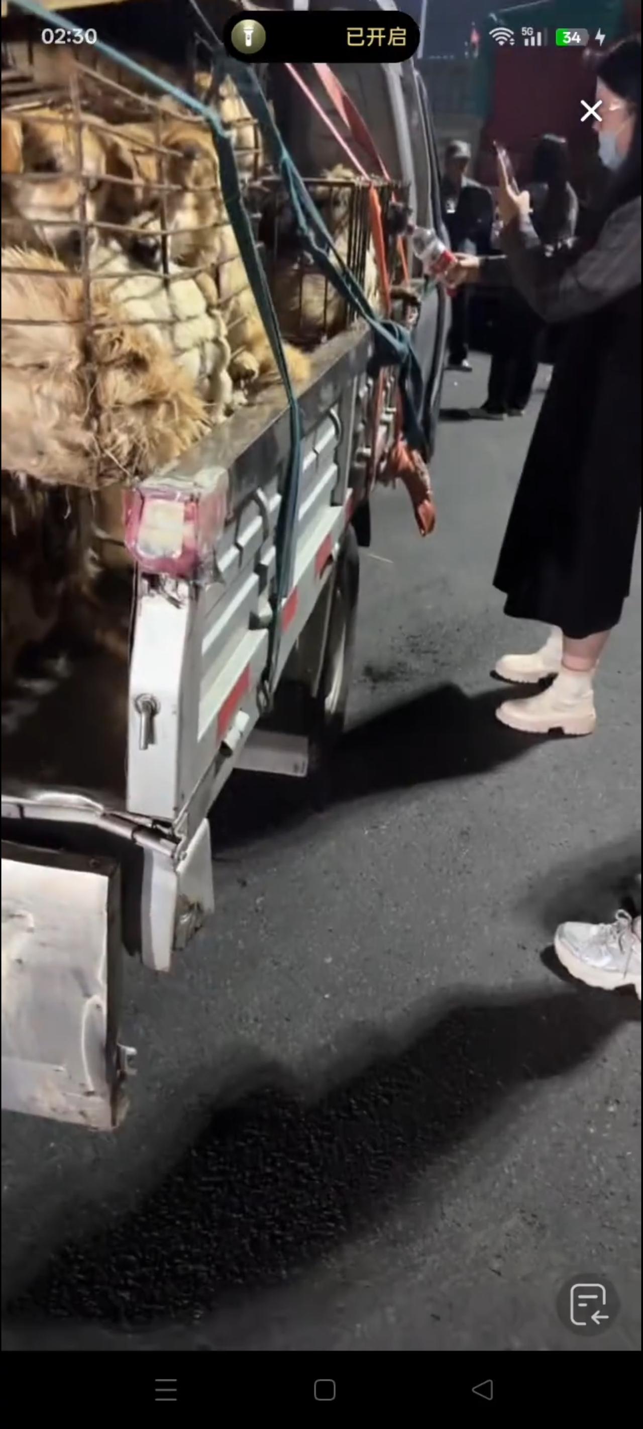 一车的流浪狗被狗贩子用铁皮严严实实的给遮挡着，随后以迅雷不及掩耳之势，用三轮车将