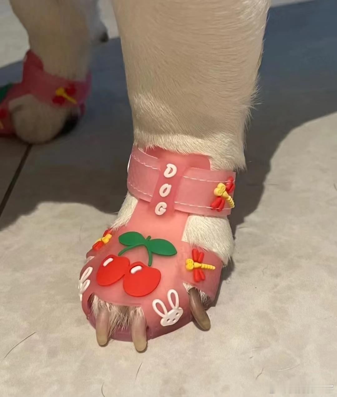 狗狗都穿上凉鞋了​​​