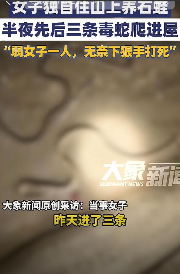 “胆子真大！”湖南永州，一女子在山坳里看管石蛙，睡前检查房间时突然发现三条剧毒蛇
