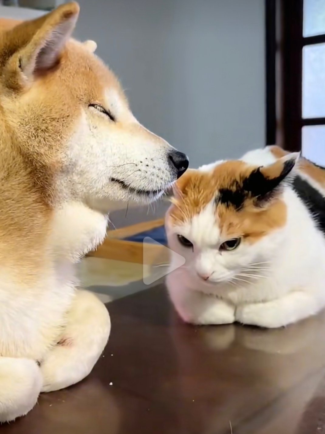 狗狗故意学猫揣手手猫里猫气的