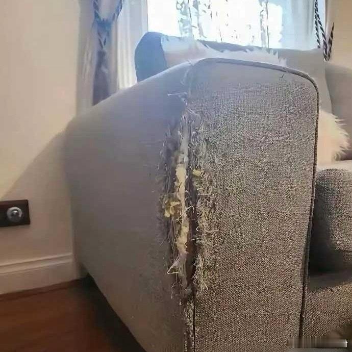 沙发被猫咪抓烂了本来想扔掉，结果第二天发现变成这样了，充满妈妈的爱