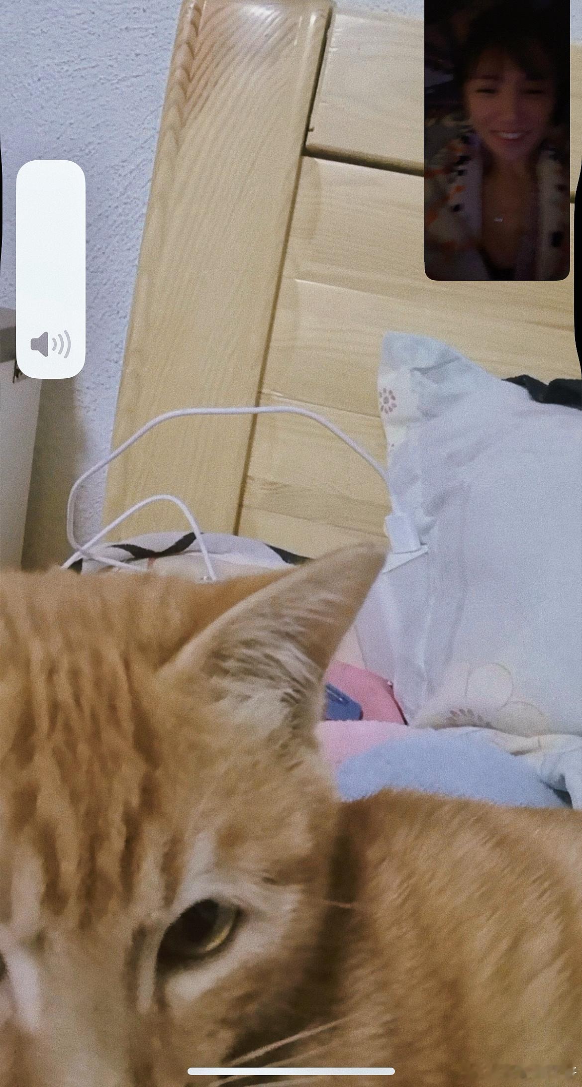 我的缘缘越来越圆啦，都说猫不认人，即使只和他相处几天，现在一视频他就抓手机，喵喵