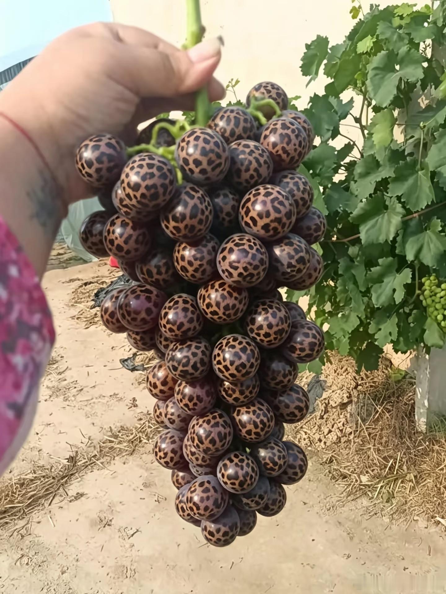 咦~你看这是啥？咋啥都有豹纹的？走了豹纹香蕉🍌，又来了豹纹葡萄🍇豹纹🍌