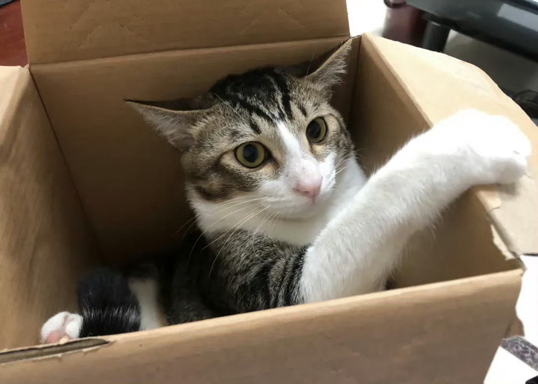 猫猫一抱起来就变丑起初还好奇，能有多丑？看完纷纷笑到停不下来。猫咪在地面时氛围感
