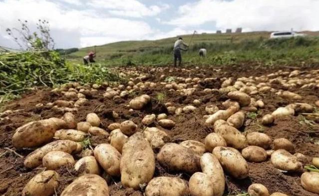 中国人为什么不把土豆当主食，而在欧美却是主食？其实原因很简单：答案其实很简单
