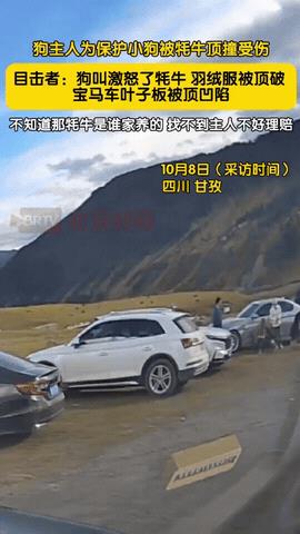 “心不是一般的大！”四川甘孜，女游客带的小狗把牦牛惹毛了，当场就要顶它，女主人见
