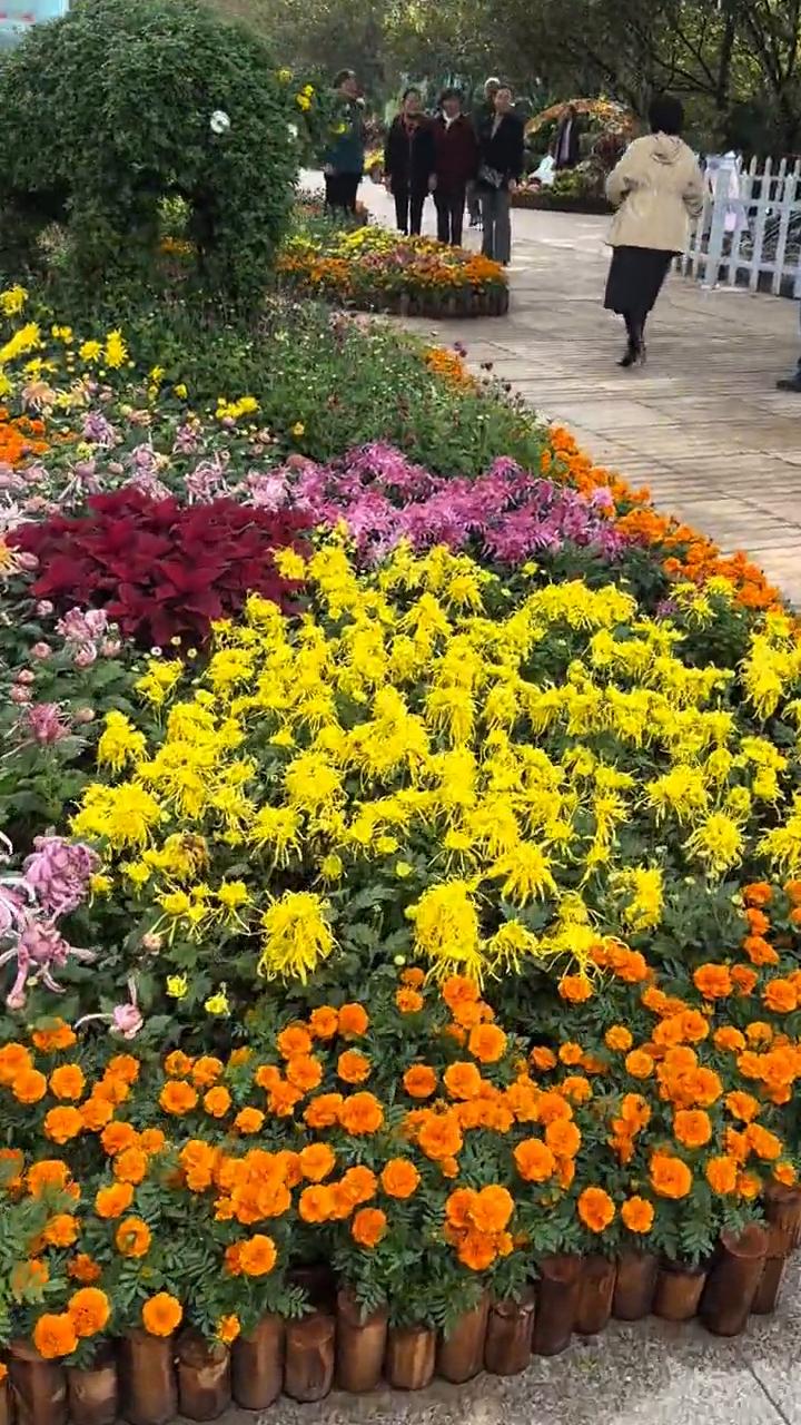 重庆南山植物园菊花盛开的今天是十一月四号，今天重庆出太阳的菊花现在是最好的状态，