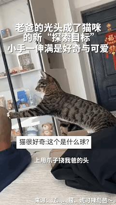 笑不活了！近日辽宁大连，女子的父亲感觉每天起床打理发型太麻烦就剪了光头，没想到回