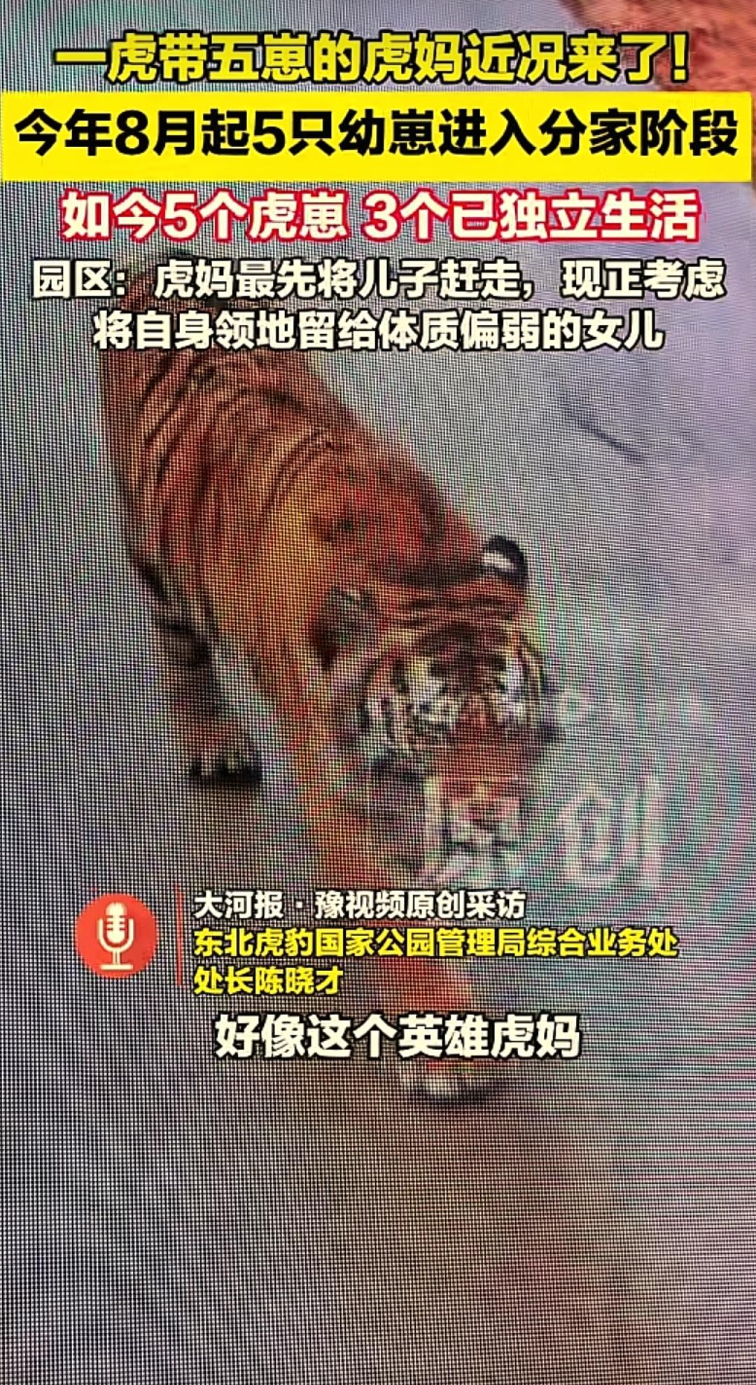 “万物皆有灵！”吉林6岁野生母虎，硬生生独自拉扯5只虎崽长大！一年多后小虎分家，