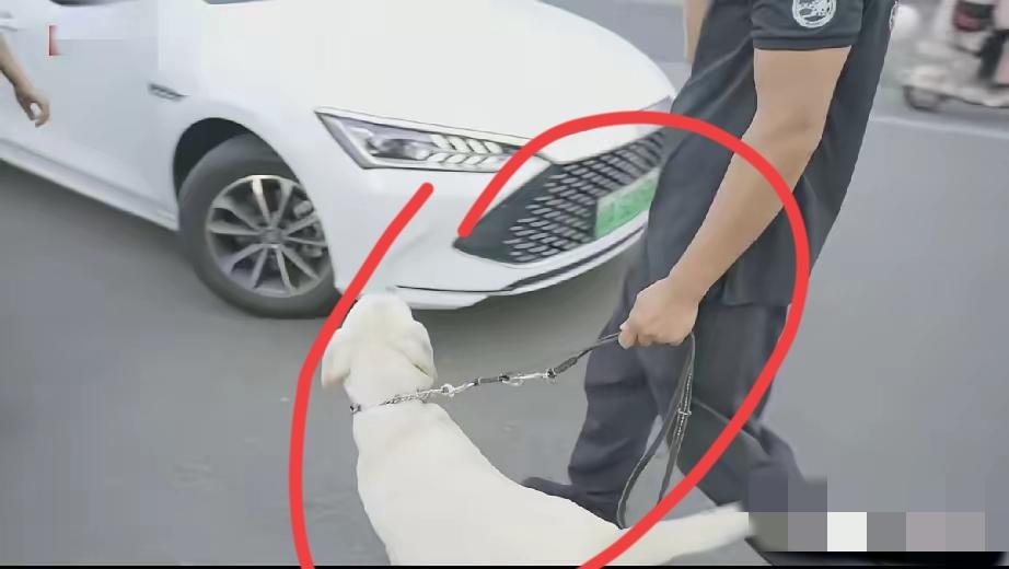 大连基地接回导盲犬基地视频出来了，评论区质疑声一片！但有一点，网友都承认是真的！