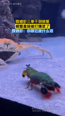 万万没想到！男子把一只螳螂虾和一只螃蟹放进了同一个缸里，双方看不对眼打了起来，本