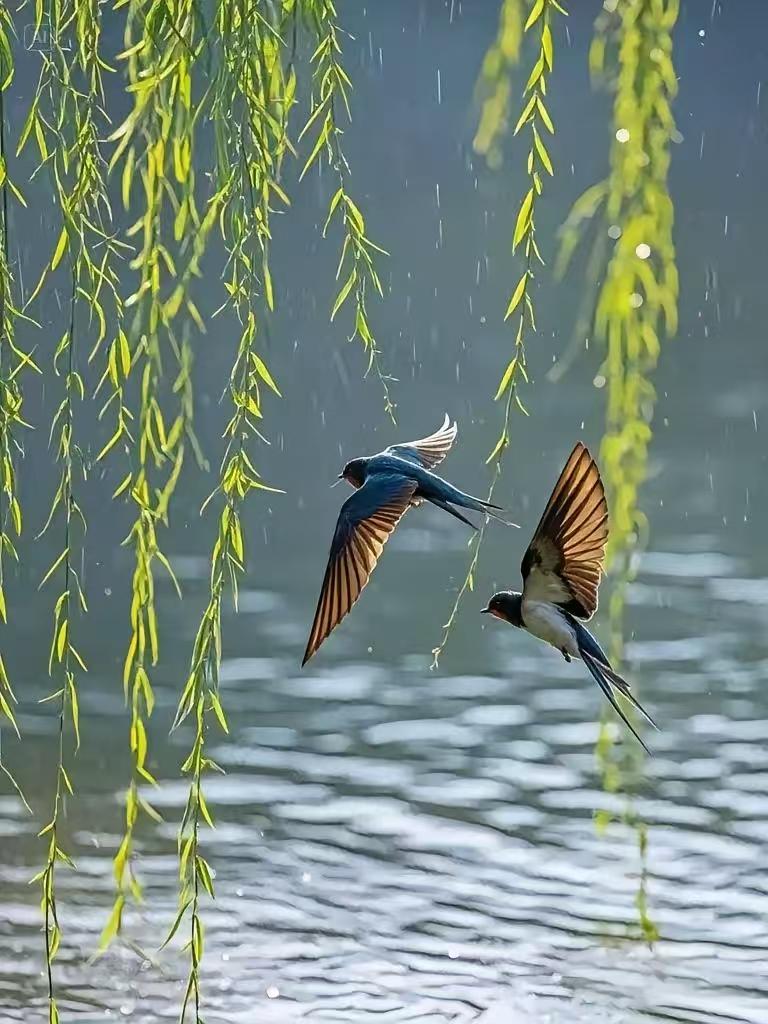 捣练子·咏柳碧玉妆，绿丝摇，万缕柔条拂碧霄。细叶谁裁风作剪，春风二月似剪