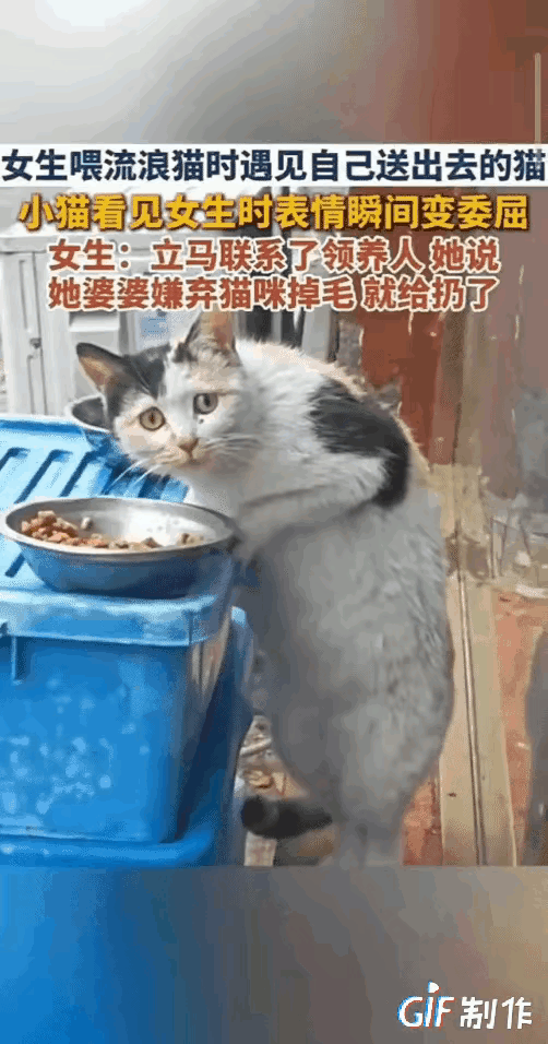 谁能懂这种揪心的感觉！好心女生在家门口投喂流浪猫，万万没想到