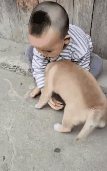 人类的幼童欺负动物界的幼崽，难道以为动物幼崽无人庇佑吗？好像谁不是宝贝似呢！紧要