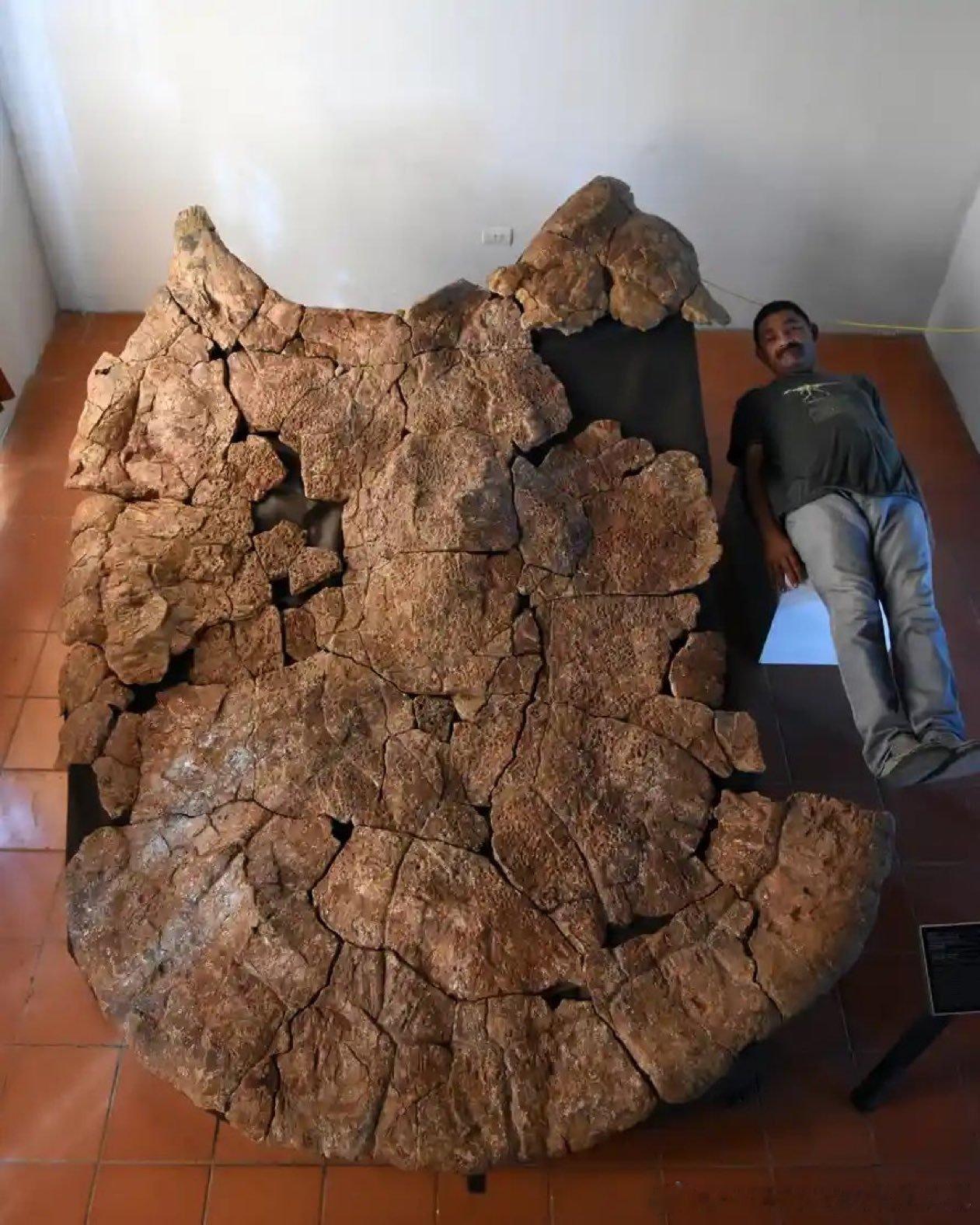 500万至1300万年前，在如今南美洲北部湖泊和河流中，存在着体型堪比汽车的淡水