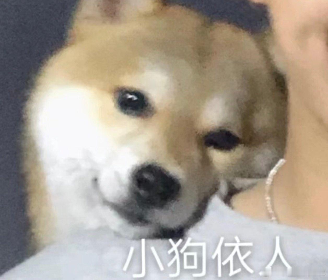 我要做王曼昱的狗，谁都别和我抢！汪汪汪汪汪汪汪૮・ᴥ-ა