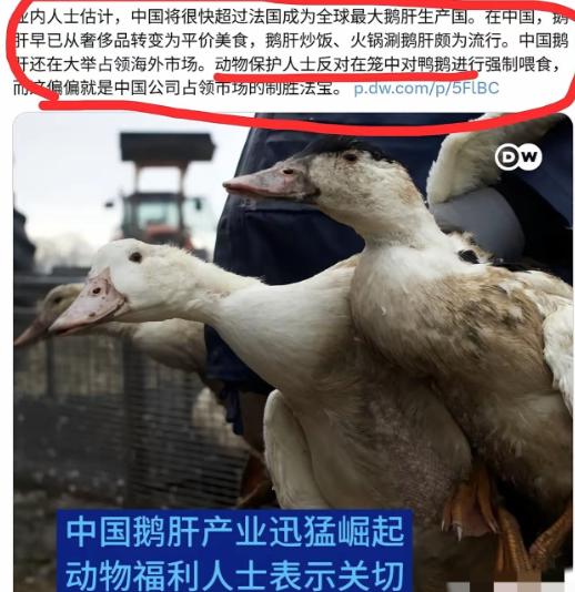 当中国鹅肝生产超过法国后，欧洲的动保组织坐不住了，开始反对我们强制喂食鹅了，其实