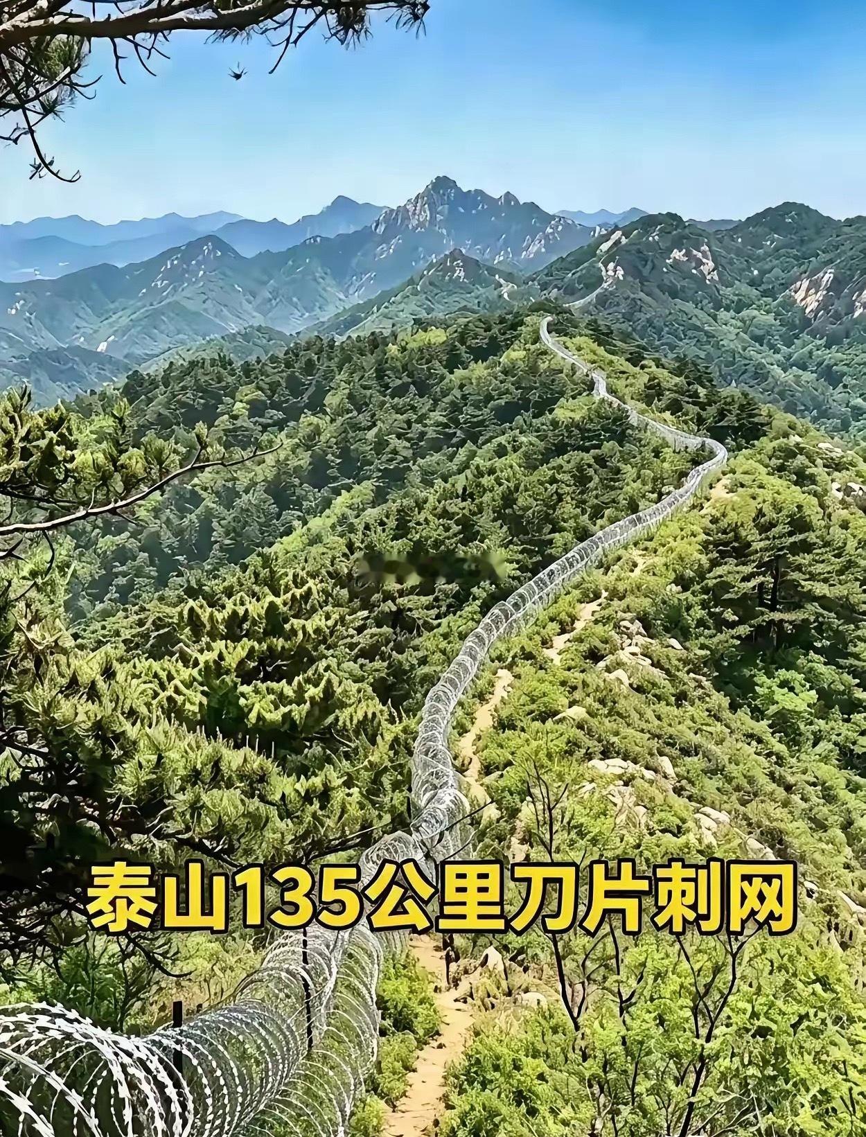 泰山花了四年时间，砸了2500多万，在非游览区的山边装了135公里的刀片刺网，官