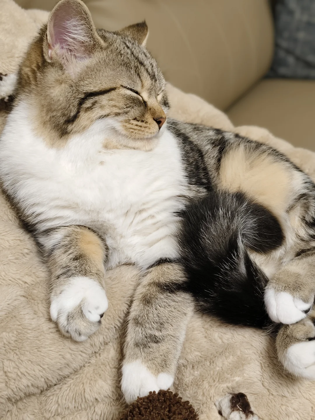 流浪咪被我养出蒜瓣毛了耶