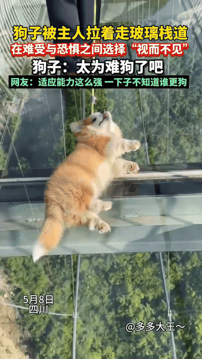 “做狗太难了！”男子走景区玻璃栈道，他偏要拽上胆小的狗子，狗子见反抗无效，当场亮