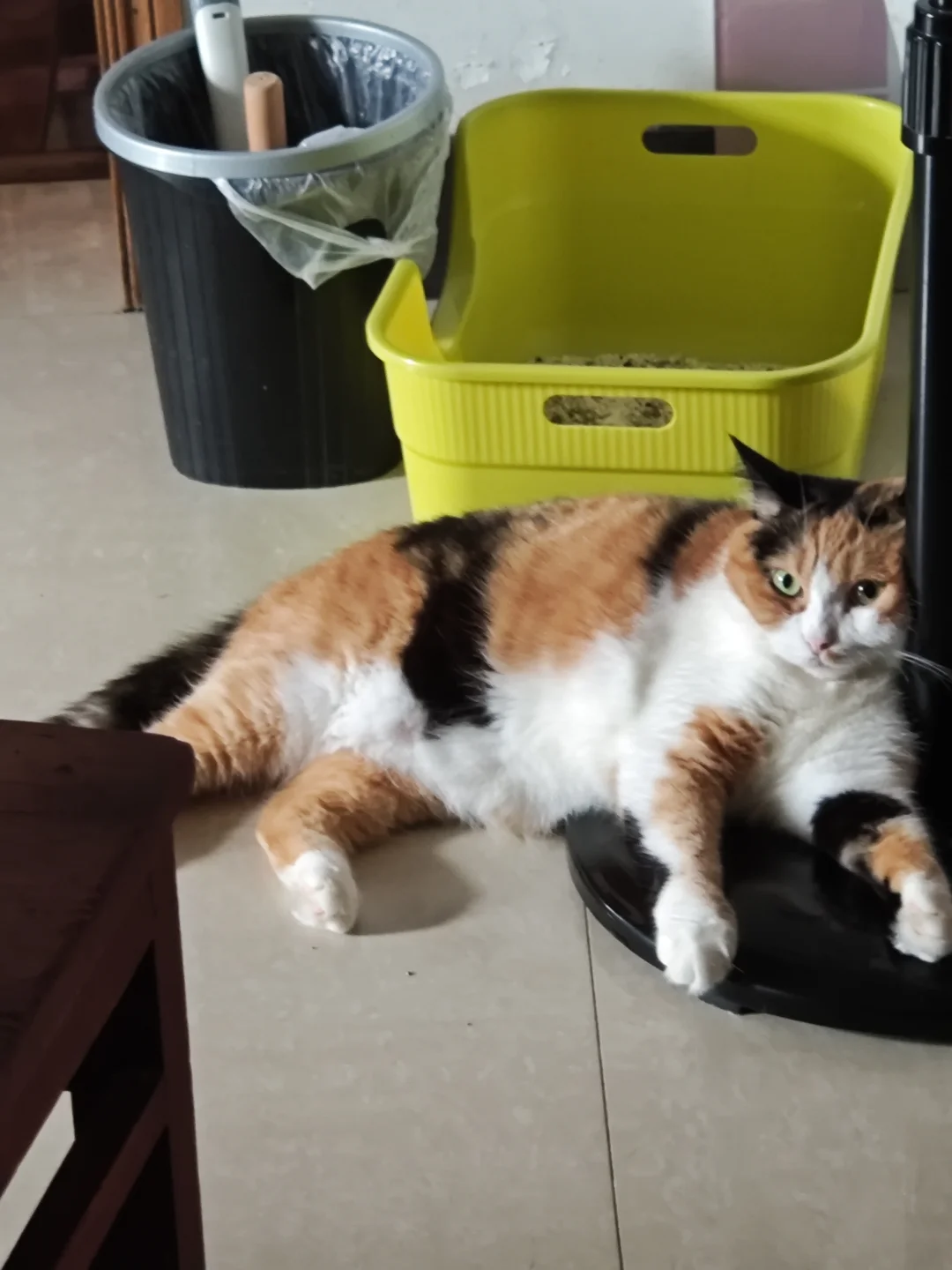 猪咪中午睡觉打呼被我爸赶出房间