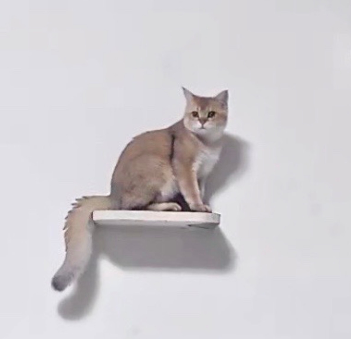 长得很猫的猫​​​