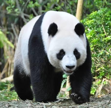 大熊猫出国对中国🇨🇳好处多了熊猫出去转一圈，带回来的不只是合影和