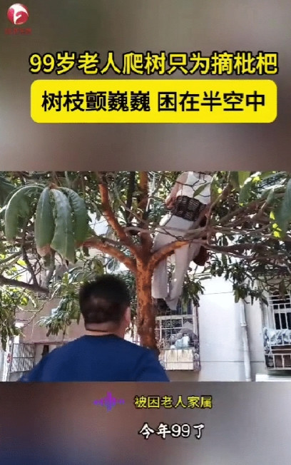 男人至死是少年！安徽蚌埠一99岁老人门前有一棵枇杷树，枇杷成熟了老人就自己爬上去