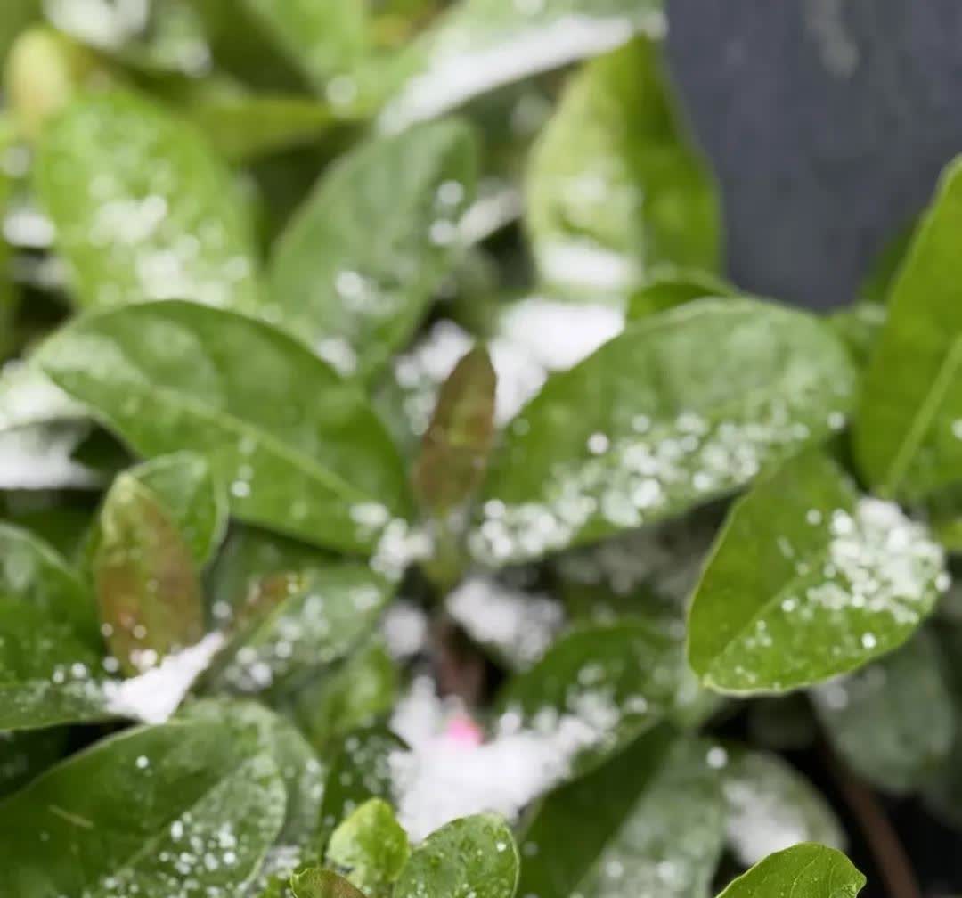 3月19日昆明上班点的“雪”很特别。其实那不是雪，是霰。不到半小时绿化带就白了一