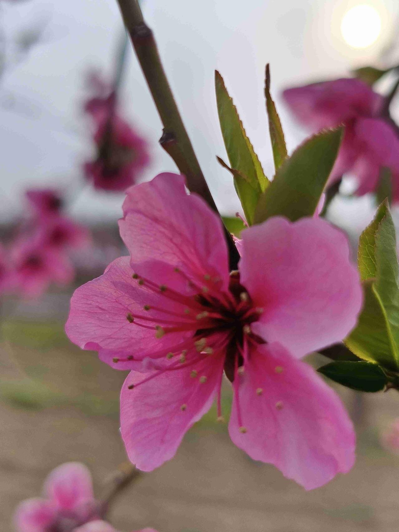 老妈真糊涂了！下午和老妈闲聊，老妈说她有俩儿子，我们家男娃就弟弟一个，老妈咋
