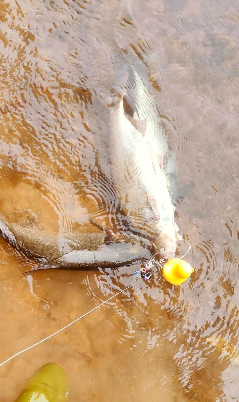 别再抱怨鱼跑掉了。是你用的袖钩，在替大鱼“松绑”。老钓手都懂：野钓鲫鱼最怕碰