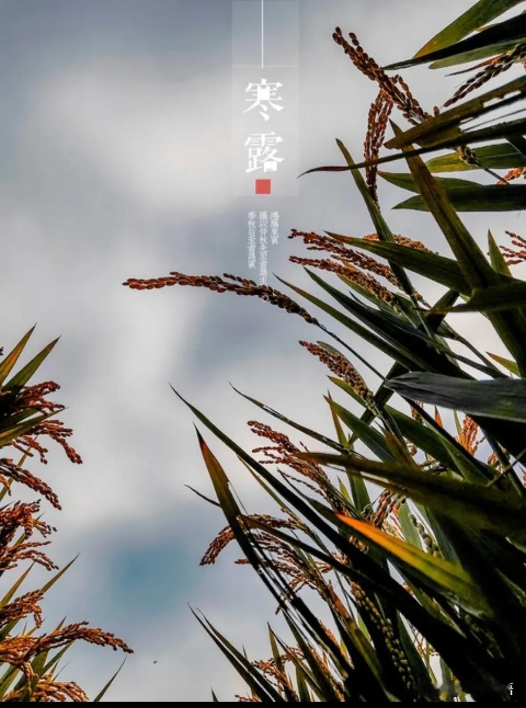 “上午寒露，雪堵门；下午寒露，暖烘烘”，10月8号寒露，今年寒露在几点？老