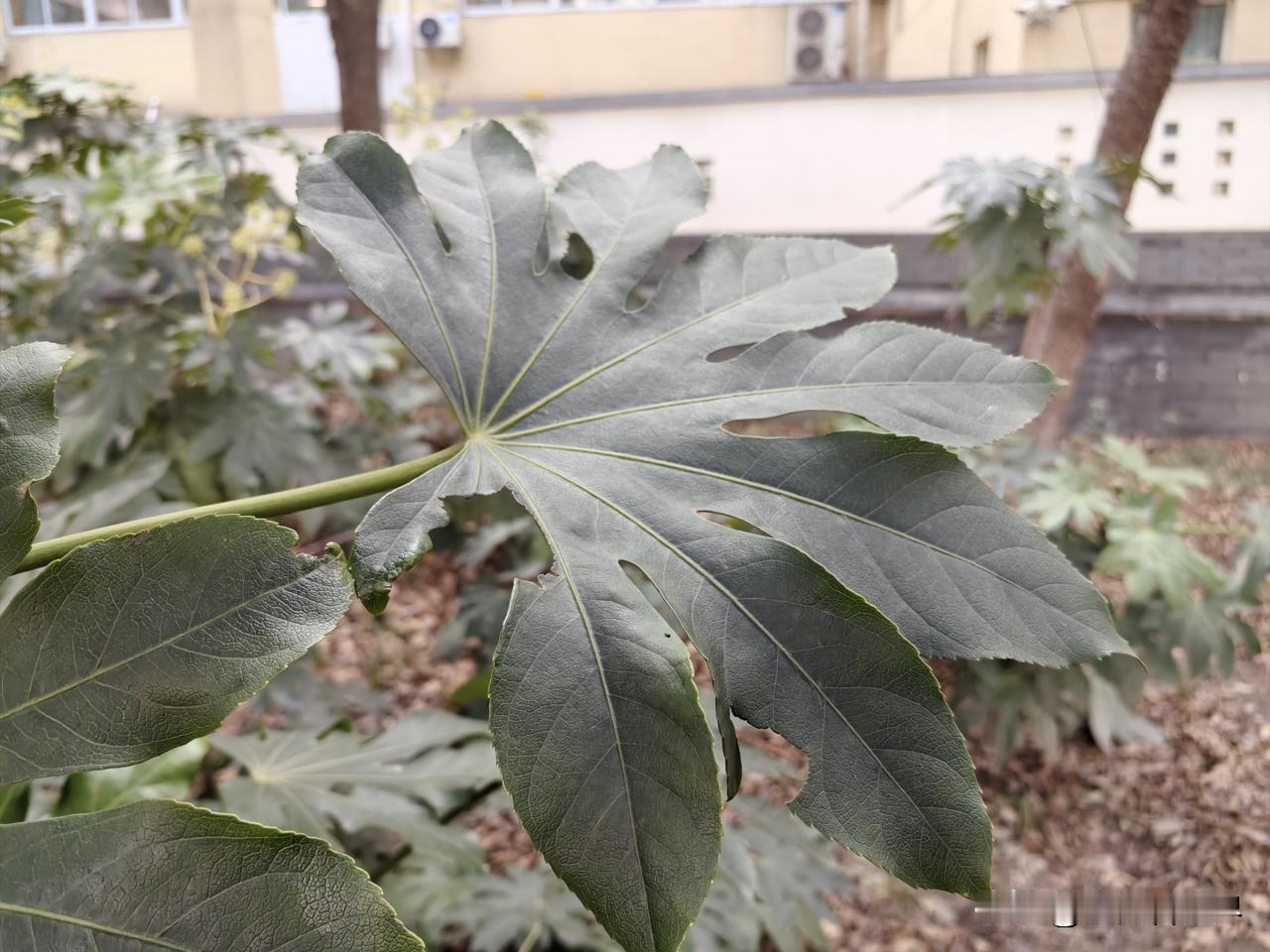 我们这里有个奔六的男人，老婆出车祸后，智力大不如前，和小孩一样离不开人照顾。