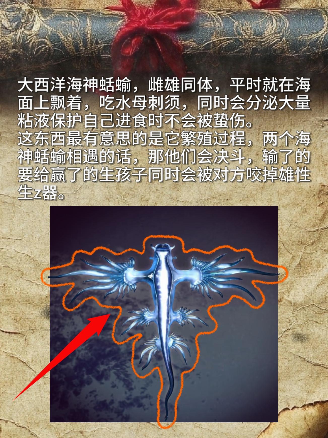大西洋海神蛞蝓，雌雄同体，平时就在海面上飘着，吃水母刺须，同时会分泌大...