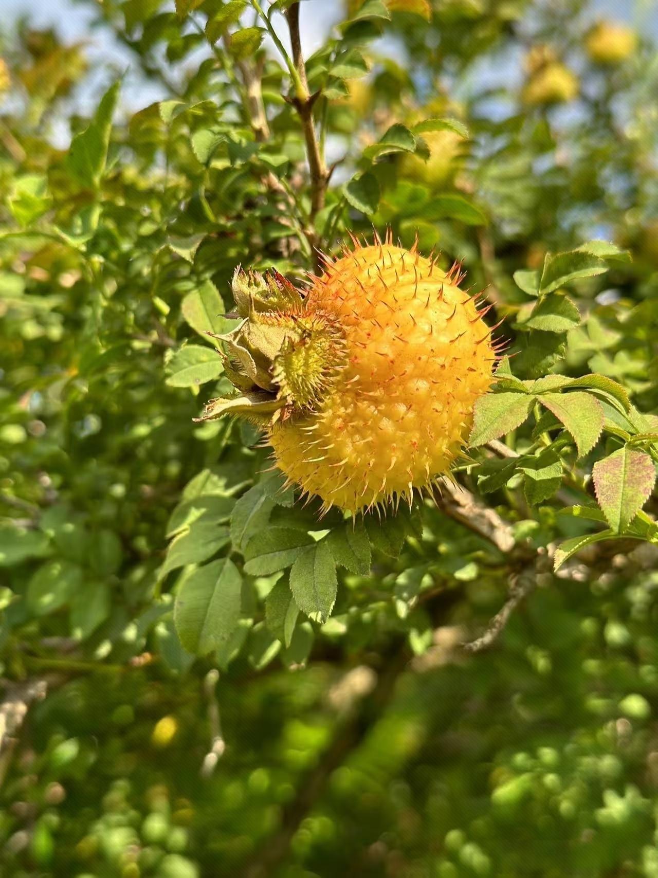 现在的机构基本都在用量化交易，程序化交易，而这种每秒299次的交易和融券T+0的