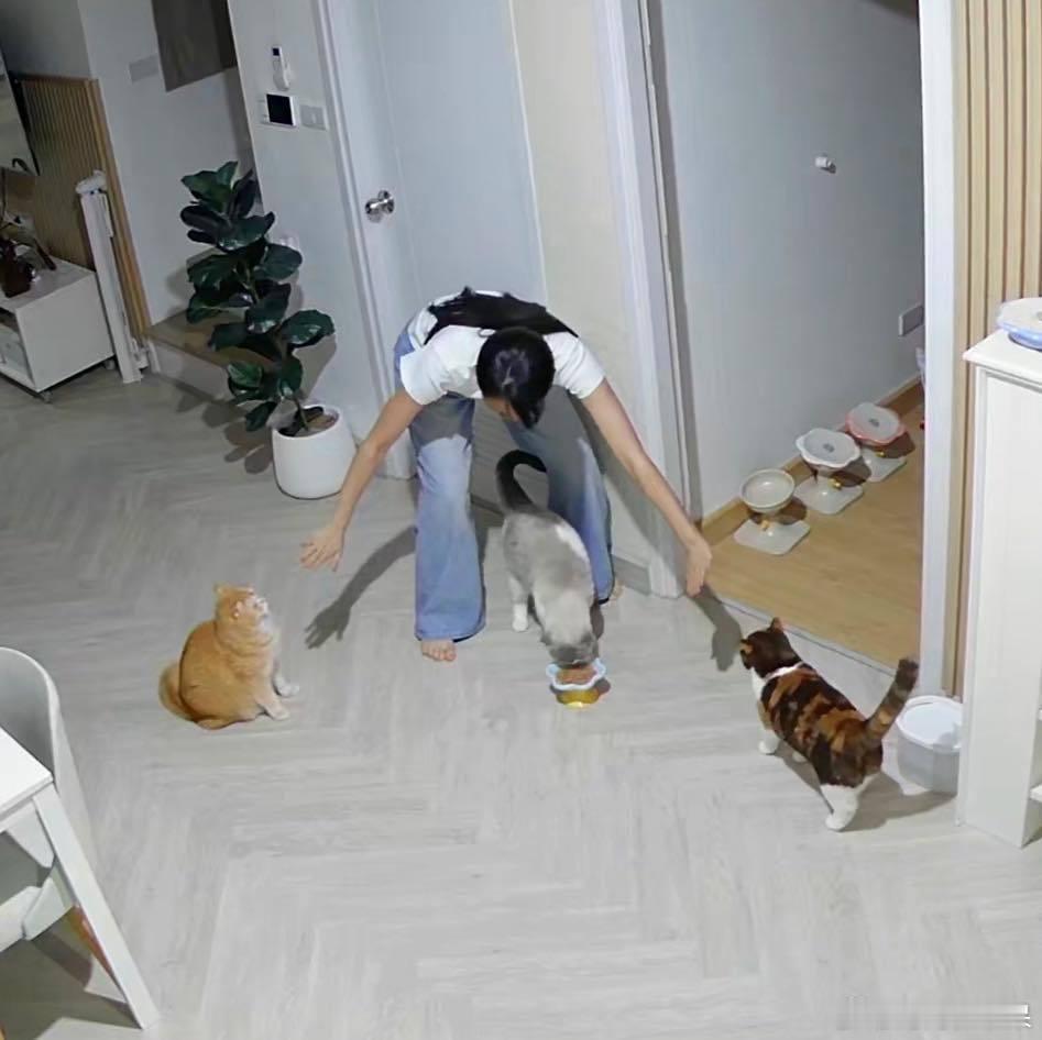 两只吃完自己的饭等着給大哥洗（舔）盘子的猫cr：cielmeowmun​​​