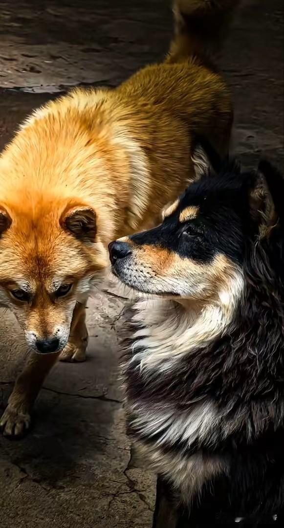 同是中华田园犬，一只是四眼铁包金，一只是黄狗白面金不换，这两条都是好狗。看着