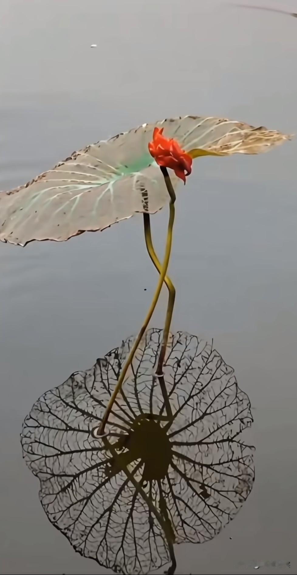 繁华落尽，始见经络。残荷化蝶，风中摇曳人生的哲思。