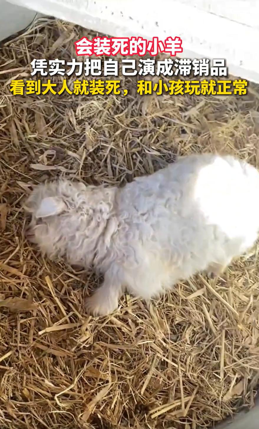 太有灵性了！宁夏平罗，男子养了一只特别的小羊，之所以说它特别，是因为它“演技”特