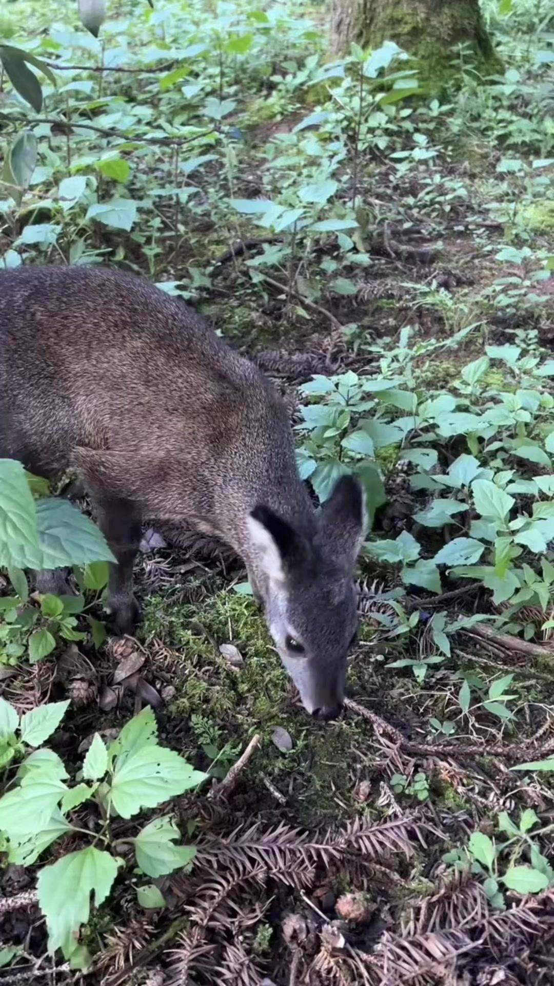 哪些人适合养林麝？想养林麝的朋友注意了，90%的人可能不适合！林麝是世界应激第二