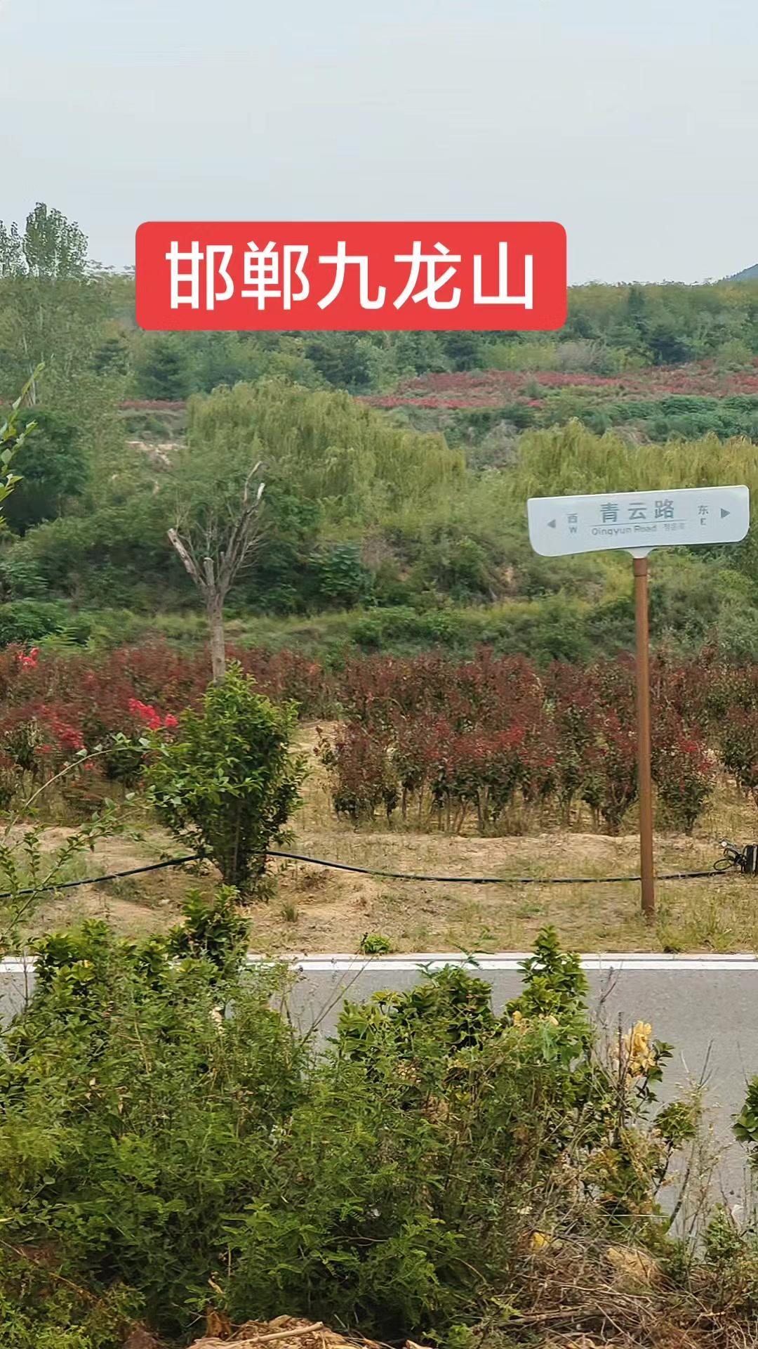 沿着步道慢慢走，红果挂满枝头，阳光透过叶子洒下来，随手一拍都是壁纸级画面。空气里