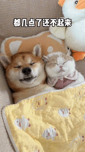 谁说猫子和狗子是一对冤家见面就得掐架啊？看看人家的怎么就不掐架？