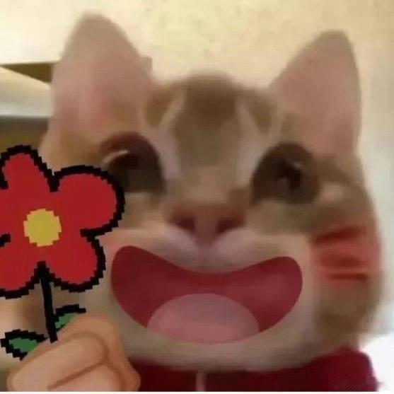 田曦薇又发了小猫表情包田曦薇到底有多少小猫表情包好萌啊啊