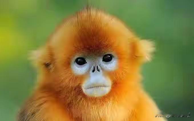 🐒生肖猴的爱情组合猴+鼠：三合，志趣相投，相处欢喜猴+牛：相害，观念差