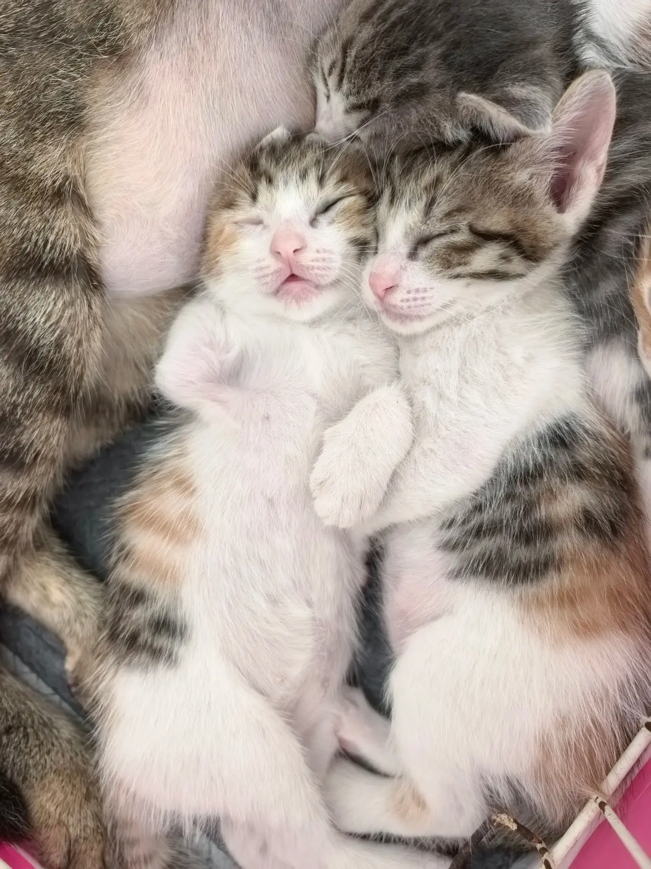 一窝奶猫找家。小区流浪狸花猫妙妙两次怀孕漂泊无依， 原本计划引产绝育...