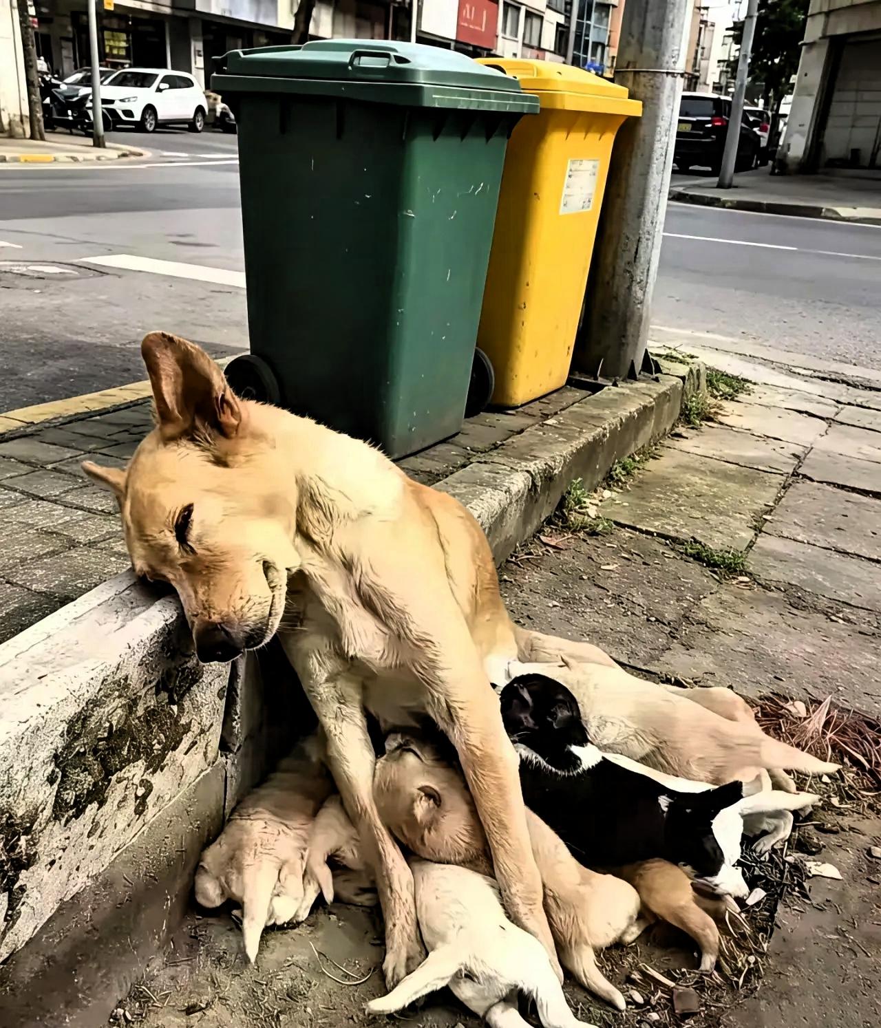 天啊，一位阿姨去倒垃圾，偶见狗妈妈饿晕在地，怀里几只小狗还在拼命吸奶，而狗妈妈直
