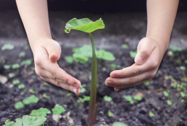 育苗、种植和移栽6个关键要点, 这可是核心秘籍, 想学也学不到