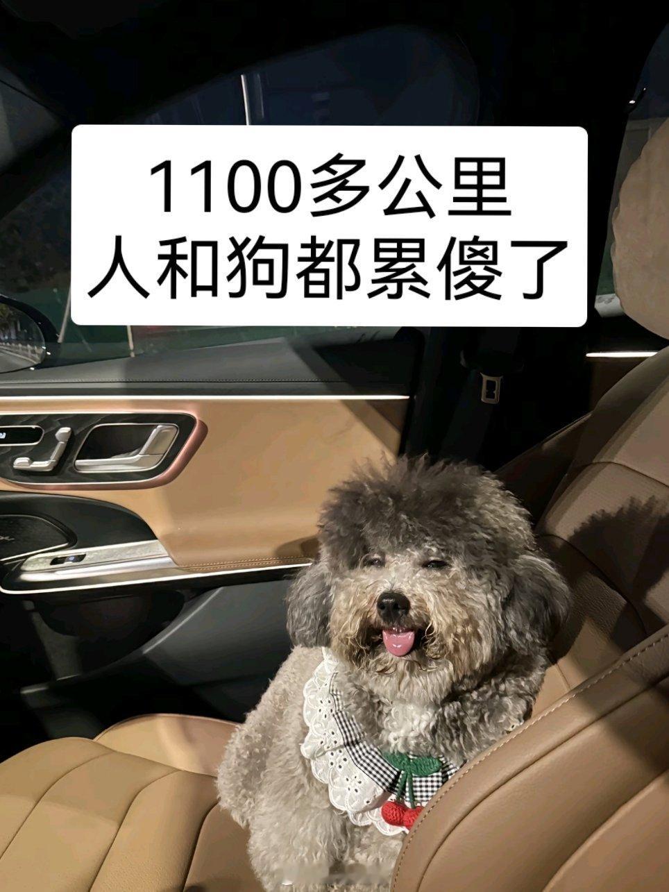 果然任何生物都受不了舟车劳顿