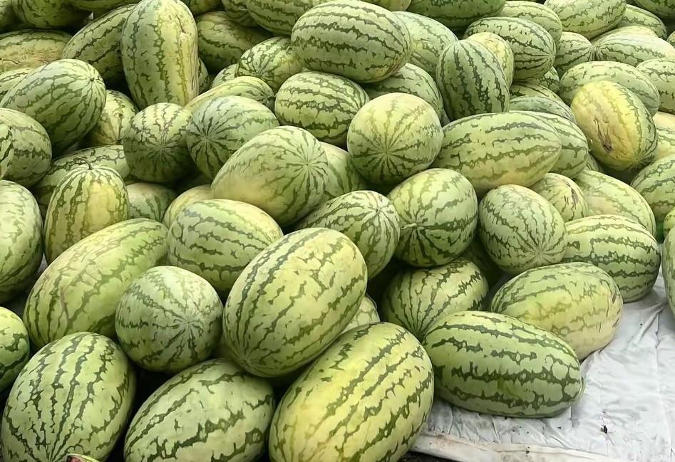 这一车车的一堆堆的西瓜都来自西瓜集中产地，10块钱三个大西瓜呀，每个都有10公斤