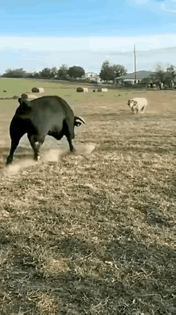 简直不敢相信自己的眼睛，这么大的牛居然被羊给顶死了。